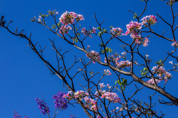 Alguns pequenos cachos de flores cor-de-rosa em galhos de ipê.