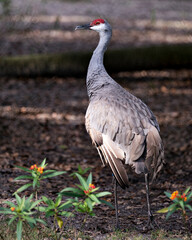 Fototapeta premium Sand hill Crane Stock Photos. Sand hill crane bird close-up profile view with blur background and wildflowers foreground, displaying grey feathers plumage, wings, head. Image. Portrait. Picture.