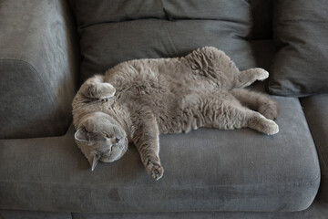Lazy British Short Hair cat sleeping like a baby in a funny position with her legs up on a grey sofa in a house in Edinburgh City, Scotland, UK, looking really comfortable and relaxed