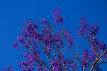 Alguns galhos de jacarandá florido.