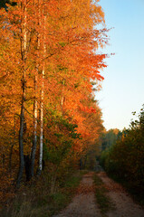 Fototapeta premium beautiful image of autumn trees with bright foliage and country road