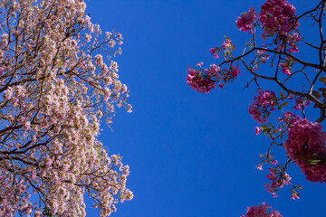 Galhos de ip&ecirc; com flores cor-de-rosa contra c&eacute;u azul.
