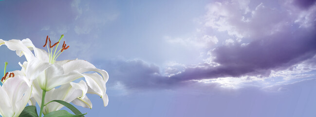 White Lilies sky message banner - two lily heads in left foreground against fluffy clouds and romantic lilac blue sky 