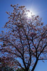 Galhos de ipê rosa com flores e brilho do sol entre os galhos.