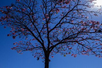 Ipê florido com céu azul.