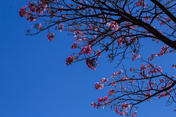 Galhos de ipê rosa cheio de flores com céu azul ao fundo.