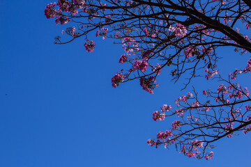 Galhos de ipê rosa cheio de flores com céu azul.