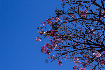 Galhos de ipê rosa cheio de flores.