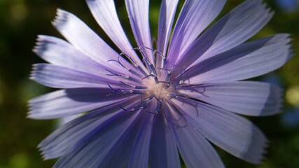 medicinal plant Cichorium intybus. chicory flower in blooming period