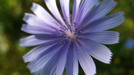 medicinal plant Cichorium intybus. chicory flower in blooming period