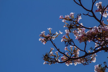 Galhos de árvore com algumas flores iluminadas em contraluz.
