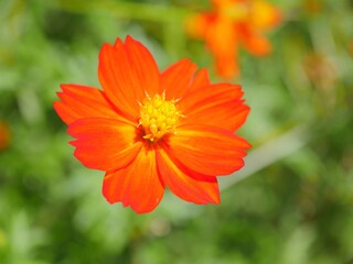 キバナコスモス1　一重咲き