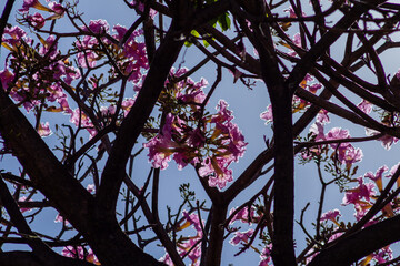 Alguns galhos de ip&ecirc; rosa com algumas flores em contraluz e c&eacute;u azul.