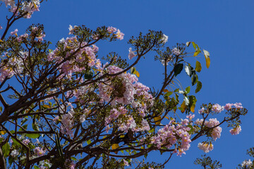 Alguns galhos de ipê com cachos de flores cor-de-rosa.