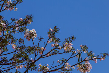 Alguns galhos de ipê com flores cor-de-rosa com céu azul ao fundo.