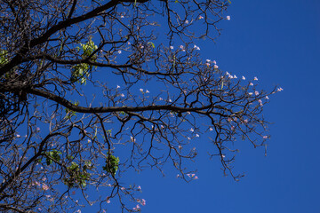 Galhos de ipê branco em início de floração.