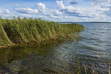 Beautiful view on Baltic sea  on summer day. Dark blue sea water surface, green tall grass and blue sky with snow white clouds. Amazing nature landscape background. Sweden, Europe. 