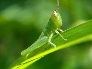 Small grasshopper on green leaf. Insect macro photography.