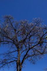 Ipê branco em início de floração com céu azul.