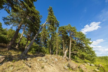 Beautiful view of nature landscape. Green pines and gray rock overgrown with gray moss. Gorgeous nature backgrounds.