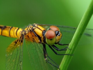 Close up dragonfly on a green leaf. Macro Photography.