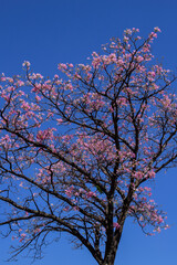 Ipê rosa cheio de flores com céu azul ao fundo.