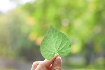 Hand holding a green leaf over green nature background.