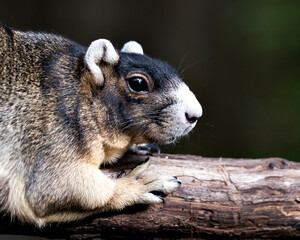 Fox Squirrel Stock Photos. Fox Squirrel head close-up with a blur background resting on a branch...
