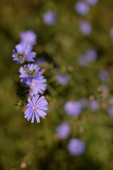medicinal plant Cichorium intybus. chicory flower in blooming period