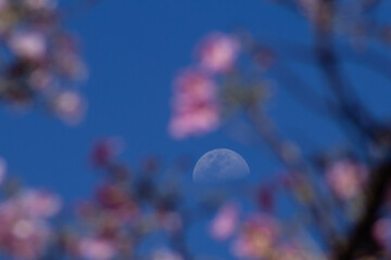 Lua no céu com moldura de flores de ipê.