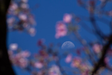Lua no céu com moldura de galhos de ipê rosa e fundo azul.