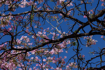Vários galhos de ipê rosa floridos.