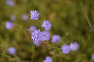 medicinal plant Cichorium intybus. chicory flower in blooming period
