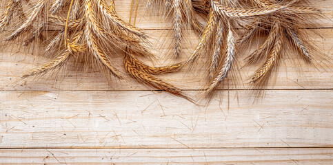 Barley macro. Whole, barley, harvest wheat sprouts. Wheat grain ear or rye spike plant on wooden texture or brown natural cotton background, for cereal bread flour. Element of design.