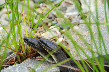 Snake stock photos. Snake couple head close-up profile view with a background of foliage, rocks, gravel in their environment and surrounding.