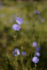 medicinal plant Cichorium intybus. chicory flower in blooming period