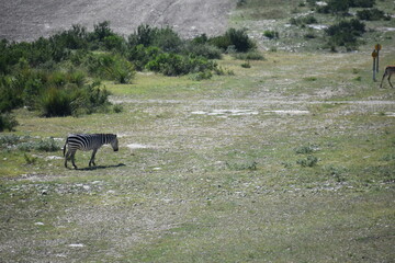 zebra portrait from a distance