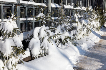 Green Christmas trees are covered with snow and icicles. Snowdrifts in city on winter frosty day