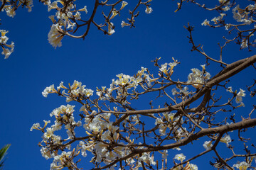 Galhos de ipê branco com cachos de flores.