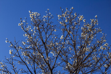 Vários galhos de ipê branco carregado de flores com céu azul ao fundo.