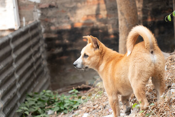 brown dog