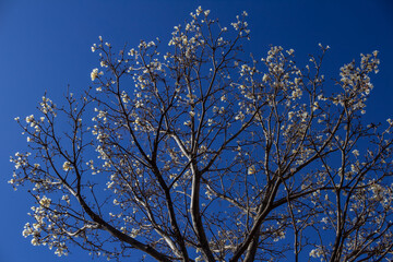 Vários galhos de ipê branco com montes de flores.