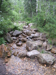 stream in the forest