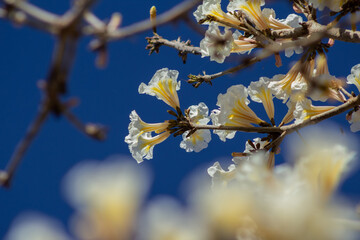Flores brancas de ipê nos galhos com céu azul ao fundo.