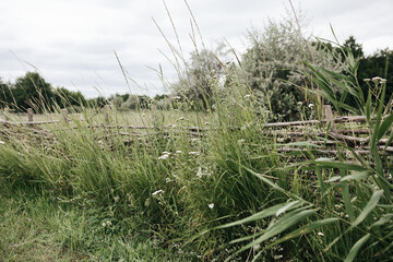 Green countryside field. Idyllic rural scene.