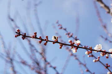 branch of a cherry tree with bee