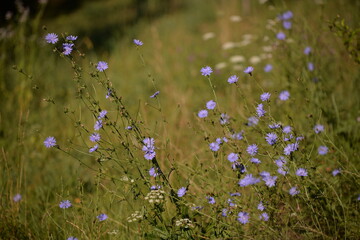 medicinal plant Cichorium intybus. chicory flower in blooming period