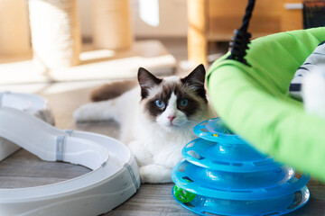 Ragdoll Kater