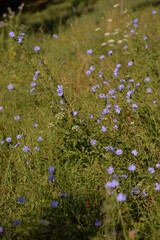 medicinal plant Cichorium intybus. chicory flower in blooming period