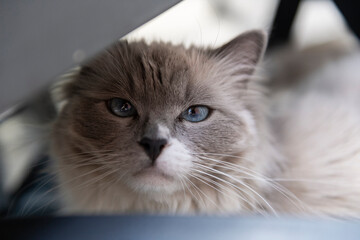 Fototapeta premium Ragdoll Kater
